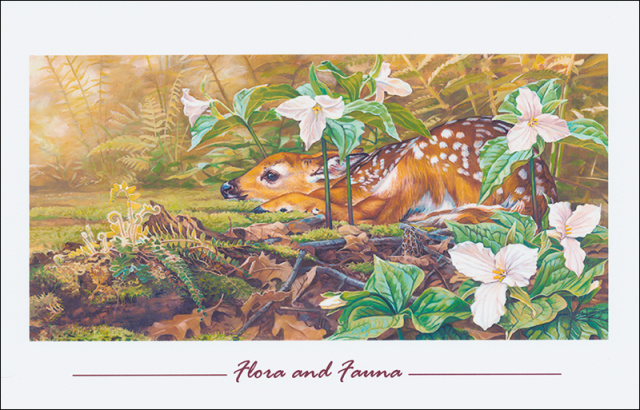 5 Pack of Headwaters Fine Art Cards 5.5" x 8.5" with envelopes - Flora and Fauna